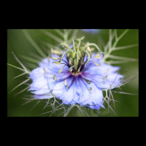 Medusa Flower Poster (love in the Mist) posters