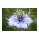 Medusa Flower Poster (love in the Mist) posters