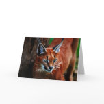 Meeooooow cards