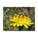 Meerbee postcards by Junglegeorge Meerbee postcards