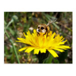 Meerbee Postcards