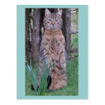 Meercat Cat Postcard