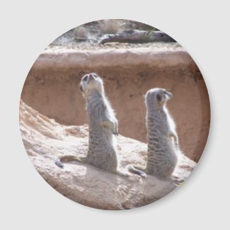 Meercat patrol Magnet magnet