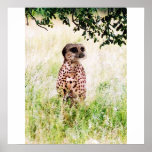 Meercheetah poster