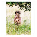 Meercheetah poster posters