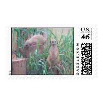 meerkat2 postage