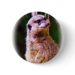 Meerkat_1032 Pin
