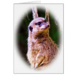 Meerkat_1032 Meerkat_1032