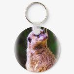 Meerkat_1032 Meerkat_1032