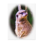 Meerkat_1032 Meerkat_1032