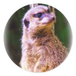 Meerkat_1032 Meerkat_1032