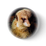 Meerkat_1209 Pin