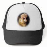 Meerkat_1209 Hats