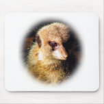 Meerkat_1209 Mouse Pads