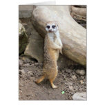 Meerkat #1 cards
