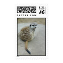 Meerkat 1 postage by EricGardner Meerkat 1 postage