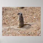 Meerkat 1 print