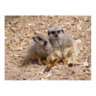Meerkat 3 Poster print