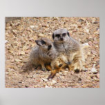 Meerkat 3 Poster