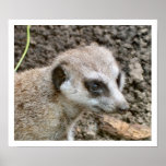 Meerkat #5 poster