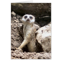 Meerkat #7 cards