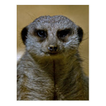 Meerkat 9247 tarjetas postales