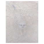 Meerkat against clay looking up photograph letterhead