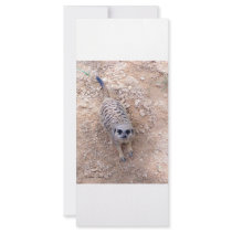 Meerkat against clay looking up photograph full color rack card