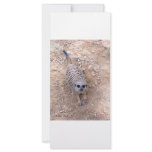 Meerkat against clay looking up photograph full color rack card