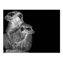 Meerkat and Pup, B & W, Black Back Postcard
