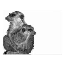 Meerkat and Pup, B & W, White Back Postcard