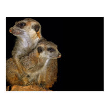 Meerkat and Pup in Oil (2) Post Card