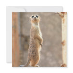 Meerkat at Attention Invitations