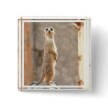Meerkat at Attention Pin