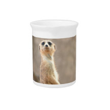 Meerkat at Attention Pitcher