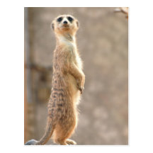 Meerkat at Attention Postcard