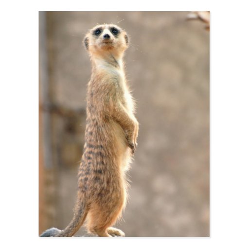 Meerkat at Attention Postcard