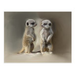 Meerkat baby twins post card