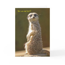 Meerkat Birthday Card
