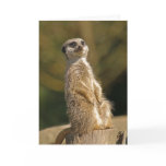 Meerkat Birthday Card