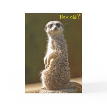 Meerkat Birthday Card -How old? by BlackTiePictures Meerkat Birthday Card -How old?