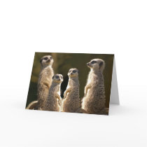 Meerkat Birthday greeting card by BlackTiePictures Meerkat Birthday greeting card