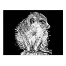 Meerkat, Black and White Postcard