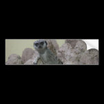 Meerkat bumper stickers