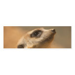 Meerkat Business Card Template