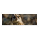 Meerkat Business Card Templates