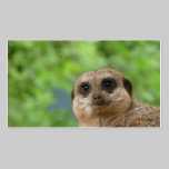 MEERKAT business cards