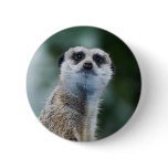 Meerkat Button