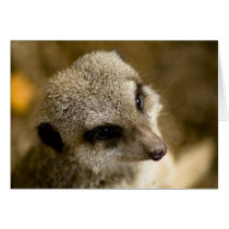meerkat cards