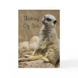 Meerkat cards